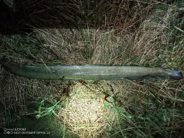 Neue Luppe (Leipzig)-3