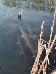 Wöltingerode See 1-6