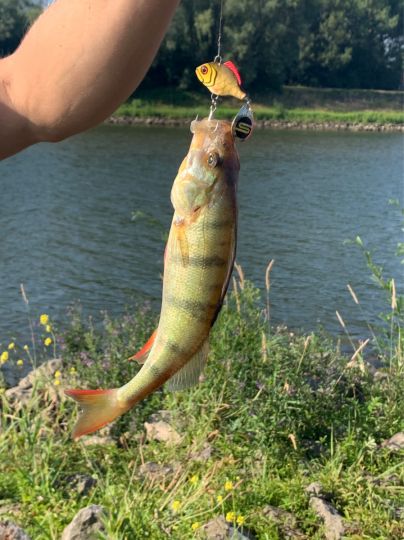 Nederrijn (Renkum)-1