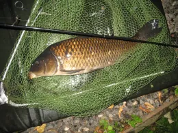 Stauweiher Kupferbach (Aachen)-1