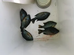 Stadtgraben Wolfenbüttel-1