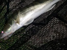 Mittellandkanal (Mettingen)-1