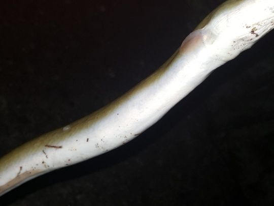 Mittellandkanal (Mettingen)