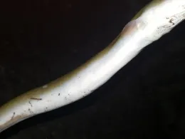 Mittellandkanal (Mettingen)