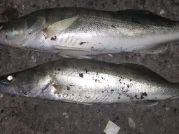 Mittellandkanal (Mettingen)-2