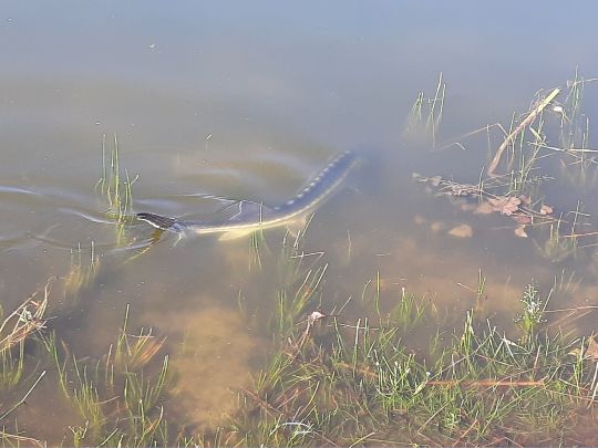 Angelsee Schmalfeld-4