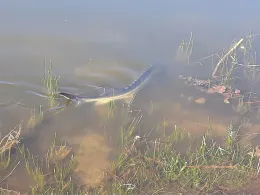 Angelsee Schmalfeld-4