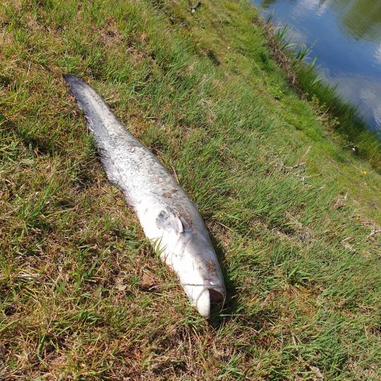 Angelsee Schmalfeld-3