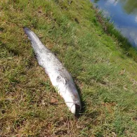 Angelsee Schmalfeld-3