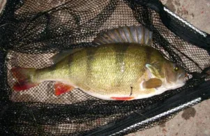 Trave (Bad Oldesloe)-1