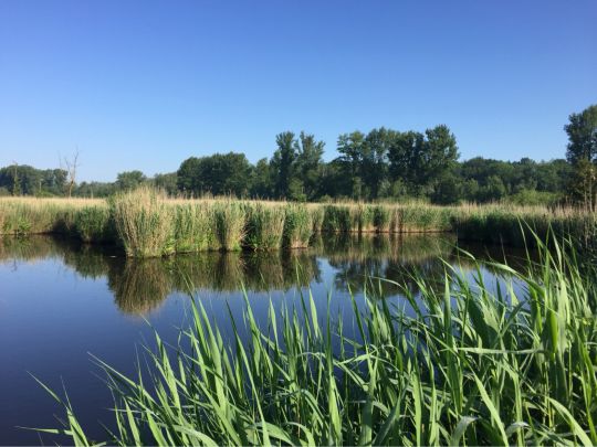 Trave (Bad Oldesloe)-3