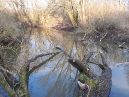 Aisch (Höchstadt/Aisch)-1