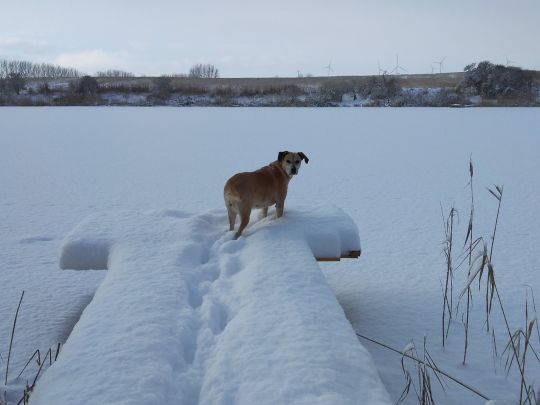 Großer Wüstenteich (Frauenhagen)