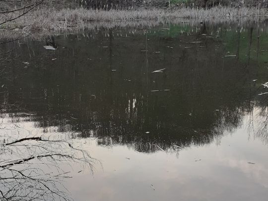 Stedtfelder Teiche ALLE ANGELN