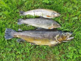 Mühlenweiher (Betzweiler)