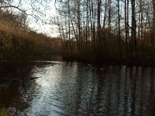 Maringen Diek