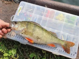 Rhein-Herne-Kanal (Castrop-Rauxel)-1