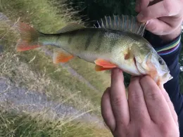 Rhein-Herne-Kanal (Castrop-Rauxel)-2