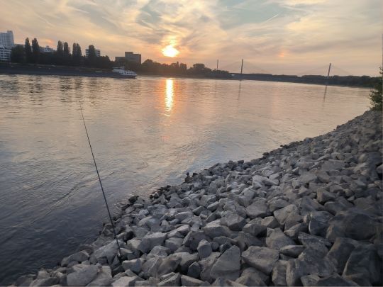 Rhein (Bonn)-1