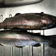 Angelpark Westermann