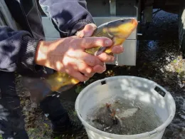 Reichensteiner Weiher-4