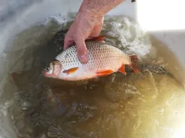 Reichensteiner Weiher-3