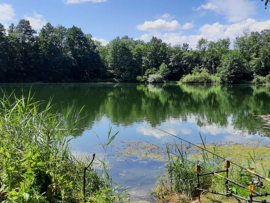 Riedelsee (Elchingen) angeln