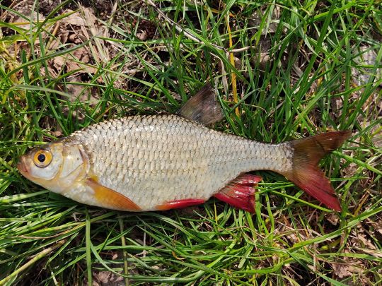 Moddergraben (Stichkanal Klein Köris)-1