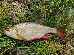 Moddergraben (Stichkanal Klein Köris)-1