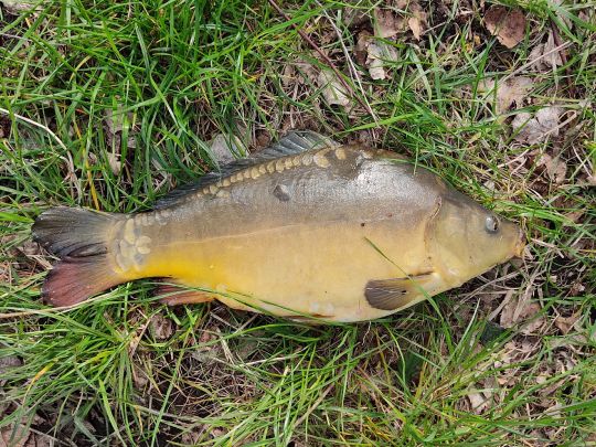 Moddergraben (Stichkanal Klein Köris)-2