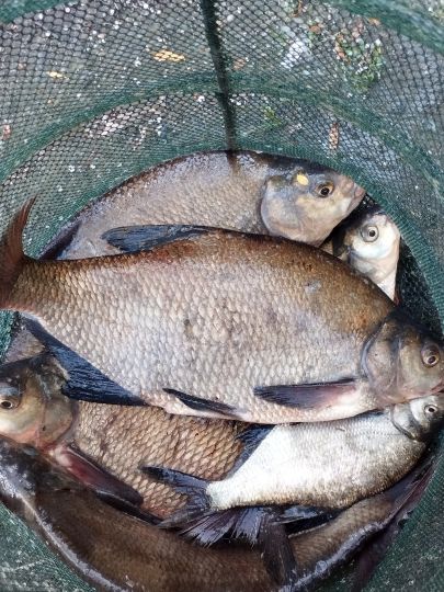 Mühlenteich (Rostock-Toitenwinkel)-1