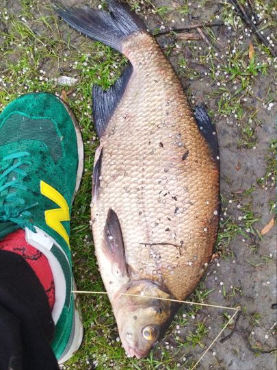 Mühlenteich (Rostock-Toitenwinkel)-2