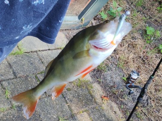 Center Parcs De Vossemeren-1