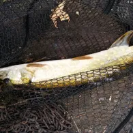 Almensee (Bad Dürkheim)