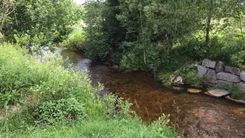 Zwickauer Mulde (Morgenröthe-Rautenkranz)