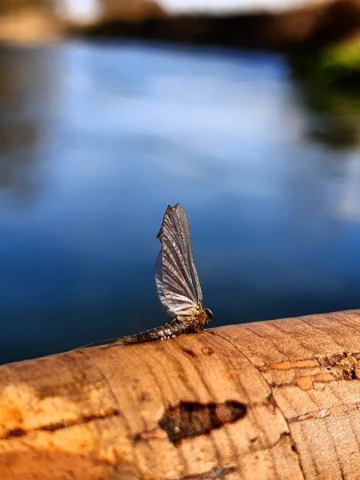 Innerste (Groß Düngen)-4