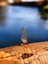 Innerste (Groß Düngen)-4