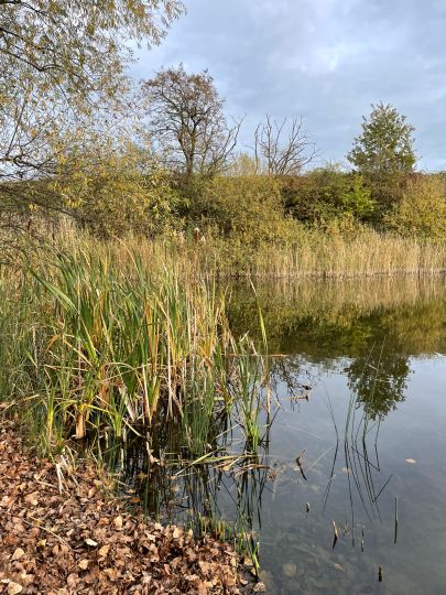 Teich am Schönauer Ring (Leipzig)-4
