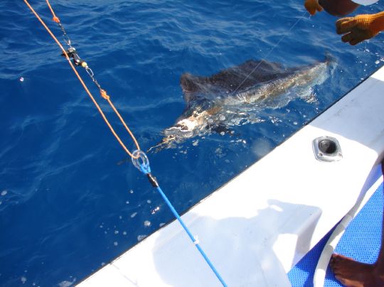 Golf Von Mexiko (Isla Holbox)