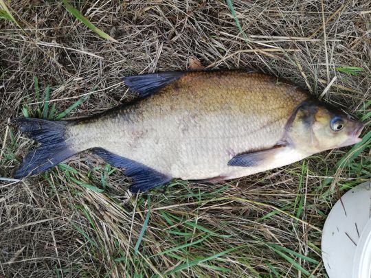 Ems (Steinbild-Walchum)-2