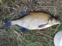 Ems (Steinbild-Walchum)-2