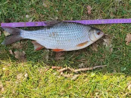 Ems (Steinbild-Walchum)-1