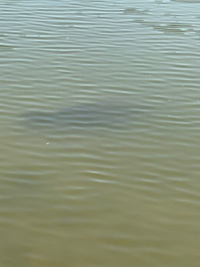 Teich im Blütengrund