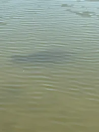 Teich im Blütengrund