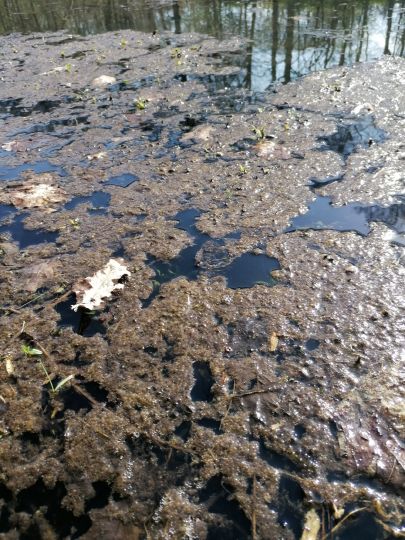 Mühlenteich (Hamburg-Bergstedt)-1