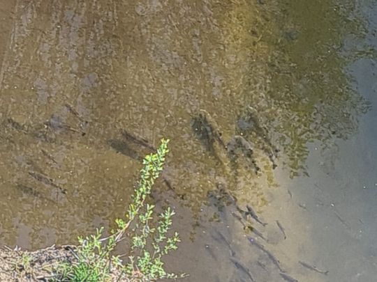 Zschopau (Frankenberg/Sa.)-2