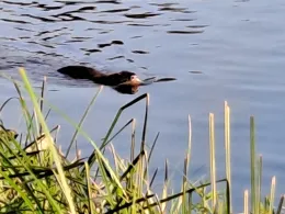 Loschwitzer Hafen (Dresden) -4