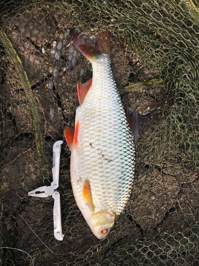 Loschwitzer Hafen (Dresden) -3