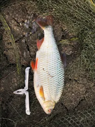 Loschwitzer Hafen (Dresden) -3