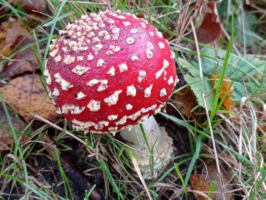 Kiesgrube Brockhagen-1